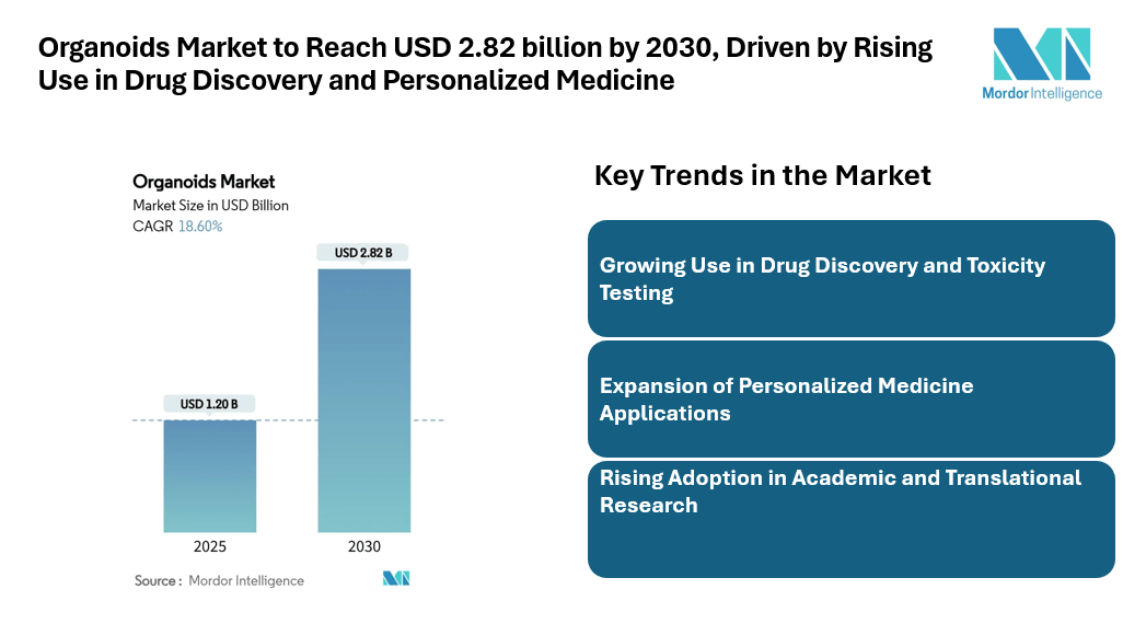 Organoids Market to Reach USD 2.82 billion by 2030, Driven by Rising Use in Drug Discovery and Personalized Medicine